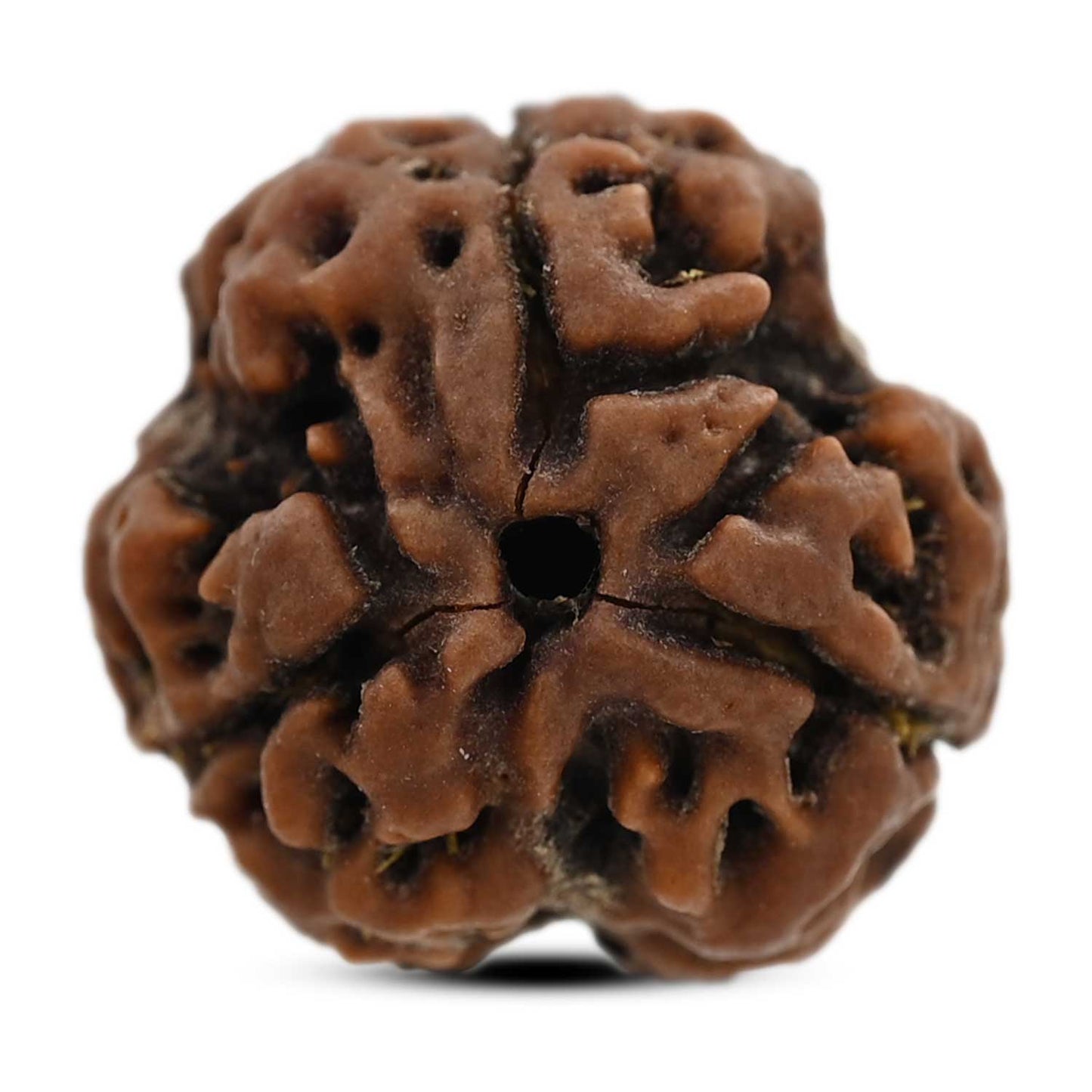 3 Mukhi Rudraksha (Nepal) 20.34 M.M.