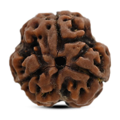 3 Mukhi Rudraksha (Nepal) 20.34 M.M.