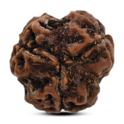 3 Mukhi Rudraksha (Nepal) 20.34 M.M.
