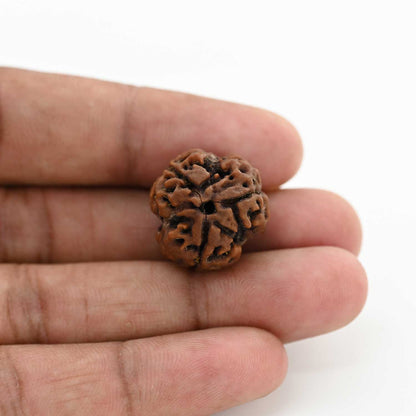 3 Mukhi Rudraksha (Nepal) 20.34 M.M.