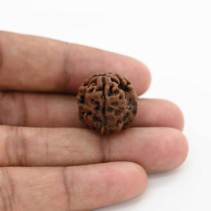 3 Mukhi Rudraksha (Nepal) 20.34 M.M.