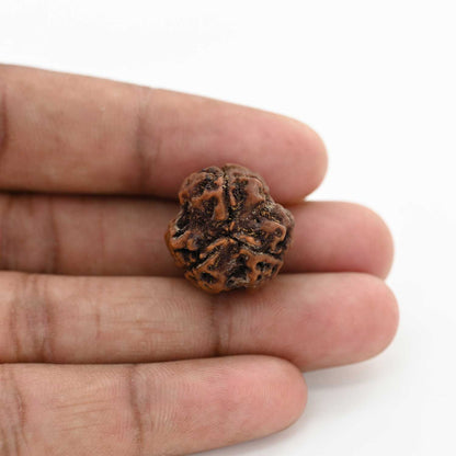 3 Mukhi Rudraksha (Nepal) 20.34 M.M.