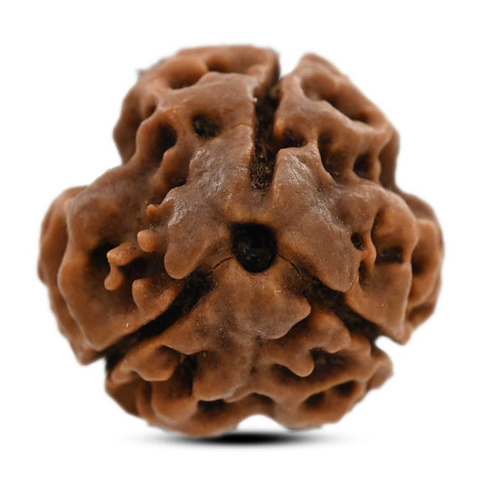 3 Mukhi Rudraksha (Nepal) 19.04 M.M.