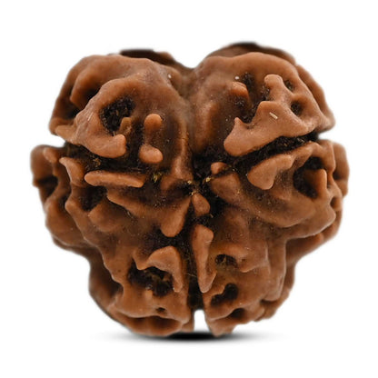 3 Mukhi Rudraksha (Nepal) 19.04 M.M.