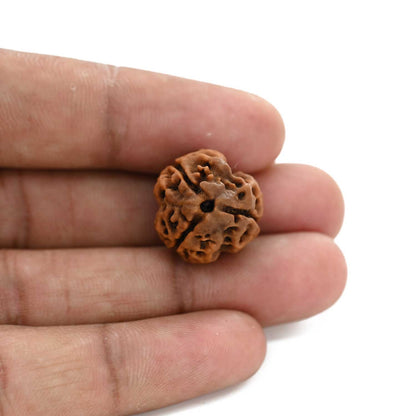 3 Mukhi Rudraksha (Nepal) 19.04 M.M.