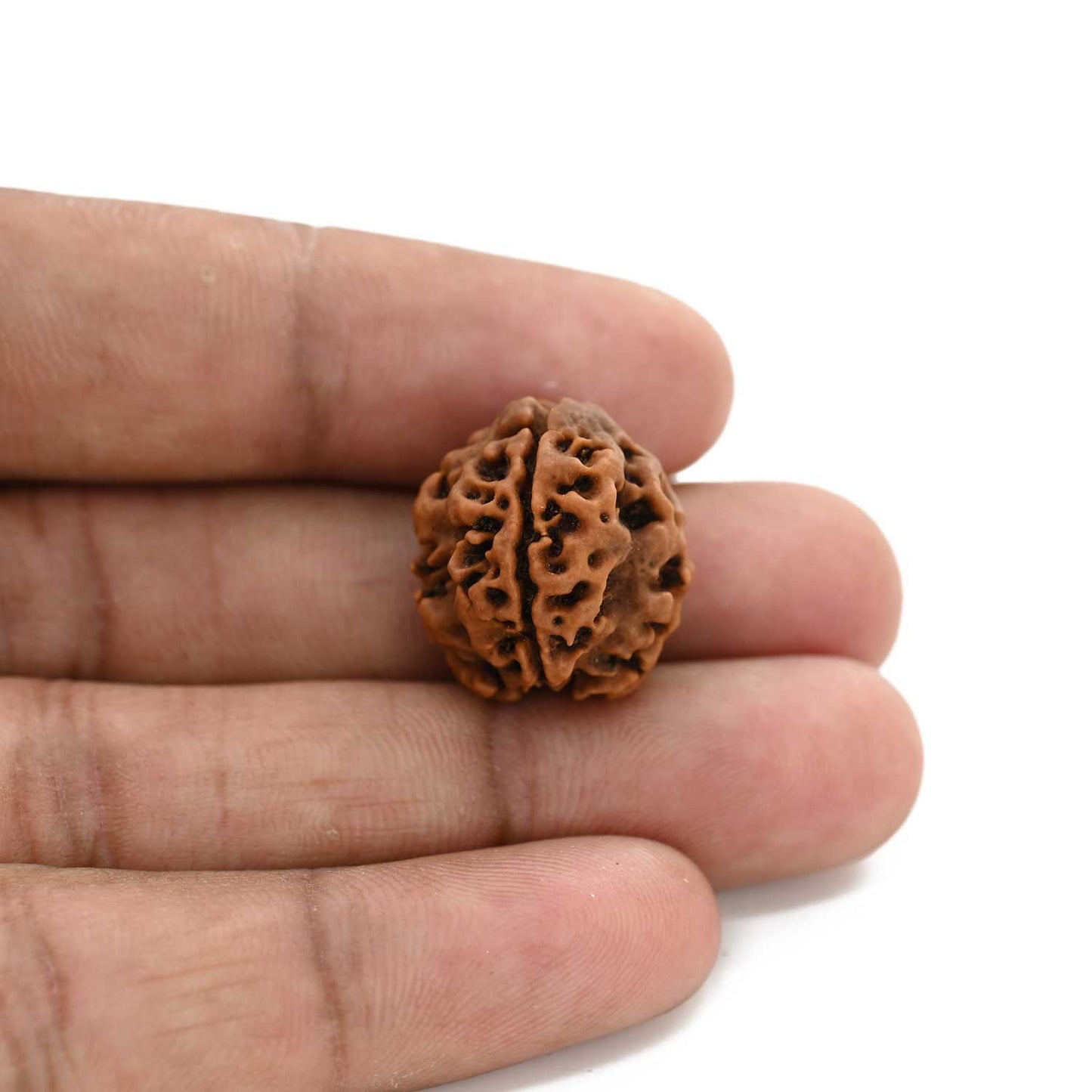 3 Mukhi Rudraksha (Nepal) 19.04 M.M.