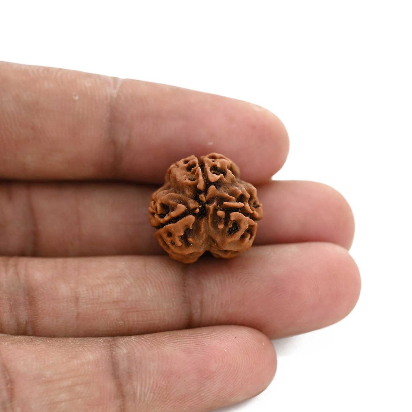 3 Mukhi Rudraksha (Nepal) 19.04 M.M.