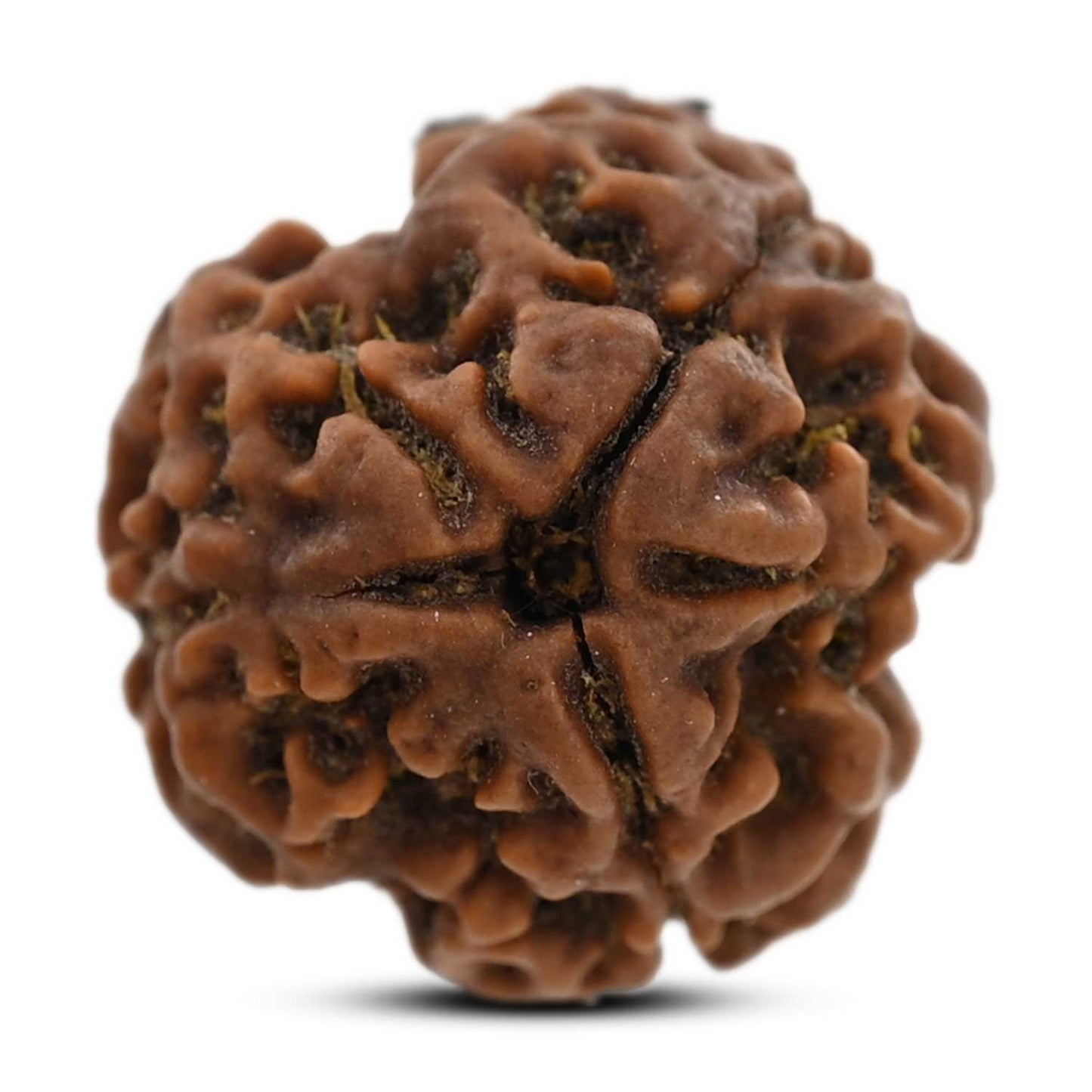 3 Mukhi Rudraksha (Nepal) 19.60 M.M.