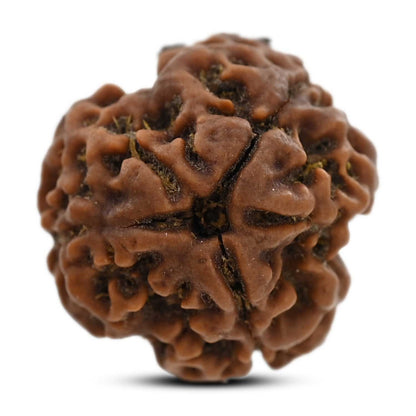 3 Mukhi Rudraksha (Nepal) 19.60 M.M.