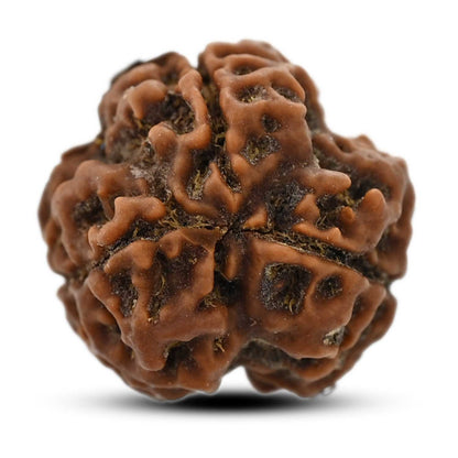 3 Mukhi Rudraksha (Nepal) 19.60 M.M.