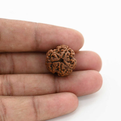 3 Mukhi Rudraksha (Nepal) 19.60 M.M.
