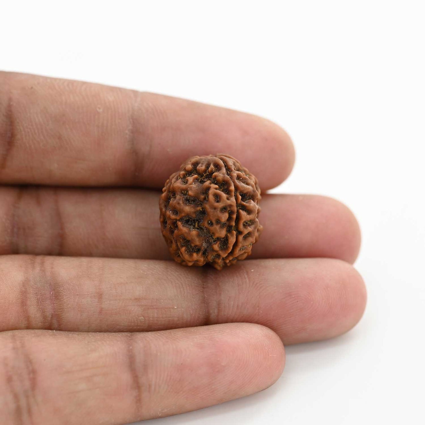 3 Mukhi Rudraksha (Nepal) 19.60 M.M.