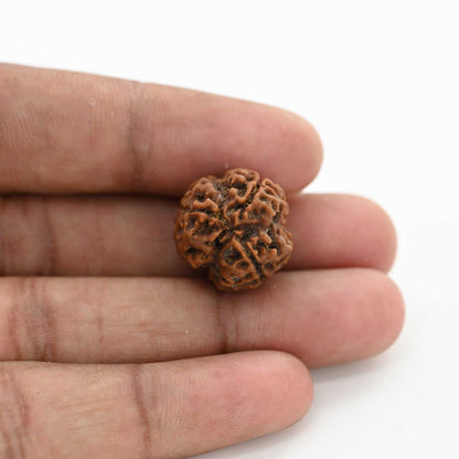 3 Mukhi Rudraksha (Nepal) 19.60 M.M.