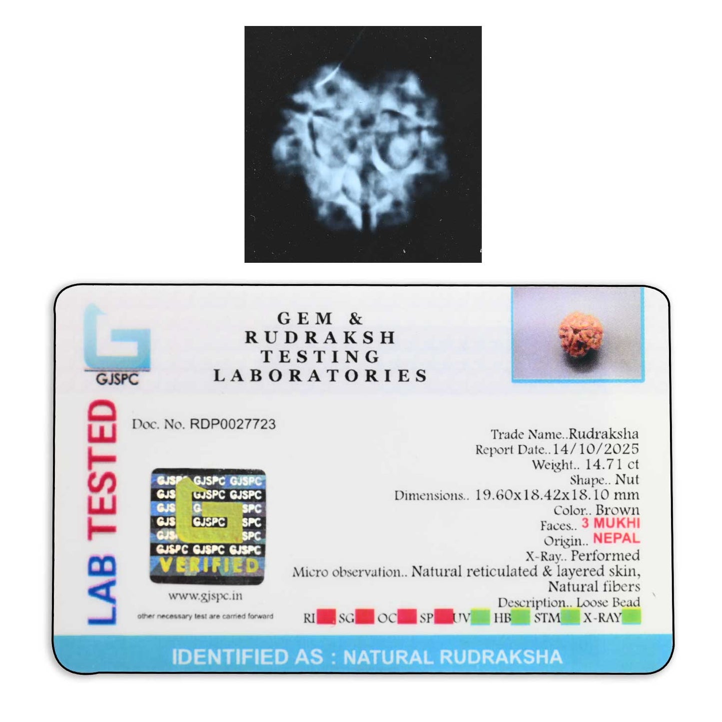 3 Mukhi Rudraksha (Nepal) 19.60 M.M.