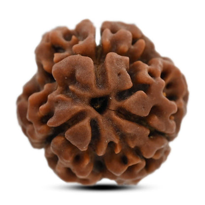 3 Mukhi Rudraksha (Nepal) 18.80 M.M.