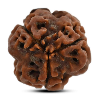 3 Mukhi Rudraksha (Nepal) 18.80 M.M.