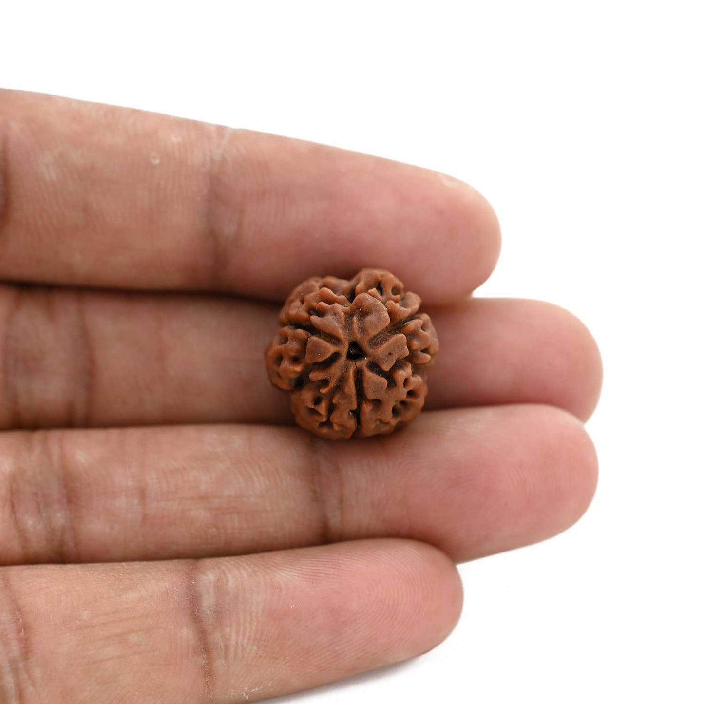 3 Mukhi Rudraksha (Nepal) 18.80 M.M.