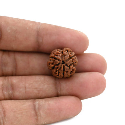 3 Mukhi Rudraksha (Nepal) 18.80 M.M.