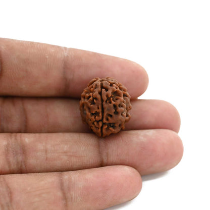 3 Mukhi Rudraksha (Nepal) 18.80 M.M.