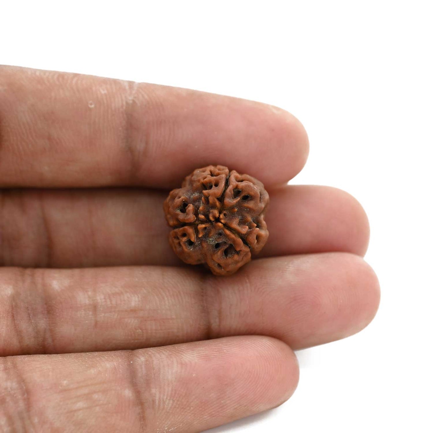 3 Mukhi Rudraksha (Nepal) 18.80 M.M.
