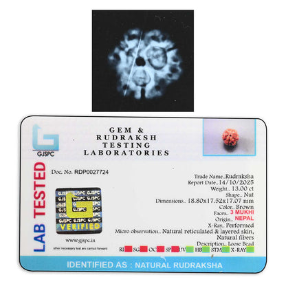 3 Mukhi Rudraksha (Nepal) 18.80 M.M.