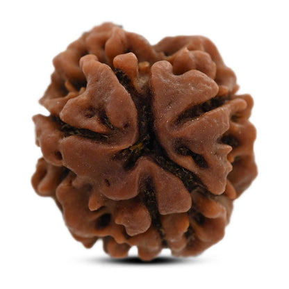 3 Mukhi Rudraksha (Nepal) 20.61 M.M.