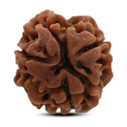 3 Mukhi Rudraksha (Nepal) 20.61 M.M.