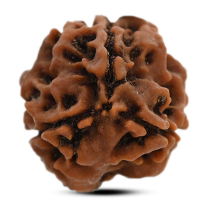 3 Mukhi Rudraksha (Nepal) 20.61 M.M.