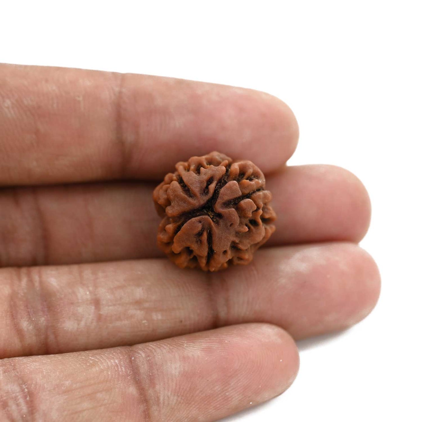 3 Mukhi Rudraksha (Nepal) 20.61 M.M.