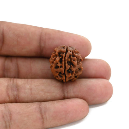 3 Mukhi Rudraksha (Nepal) 20.61 M.M.