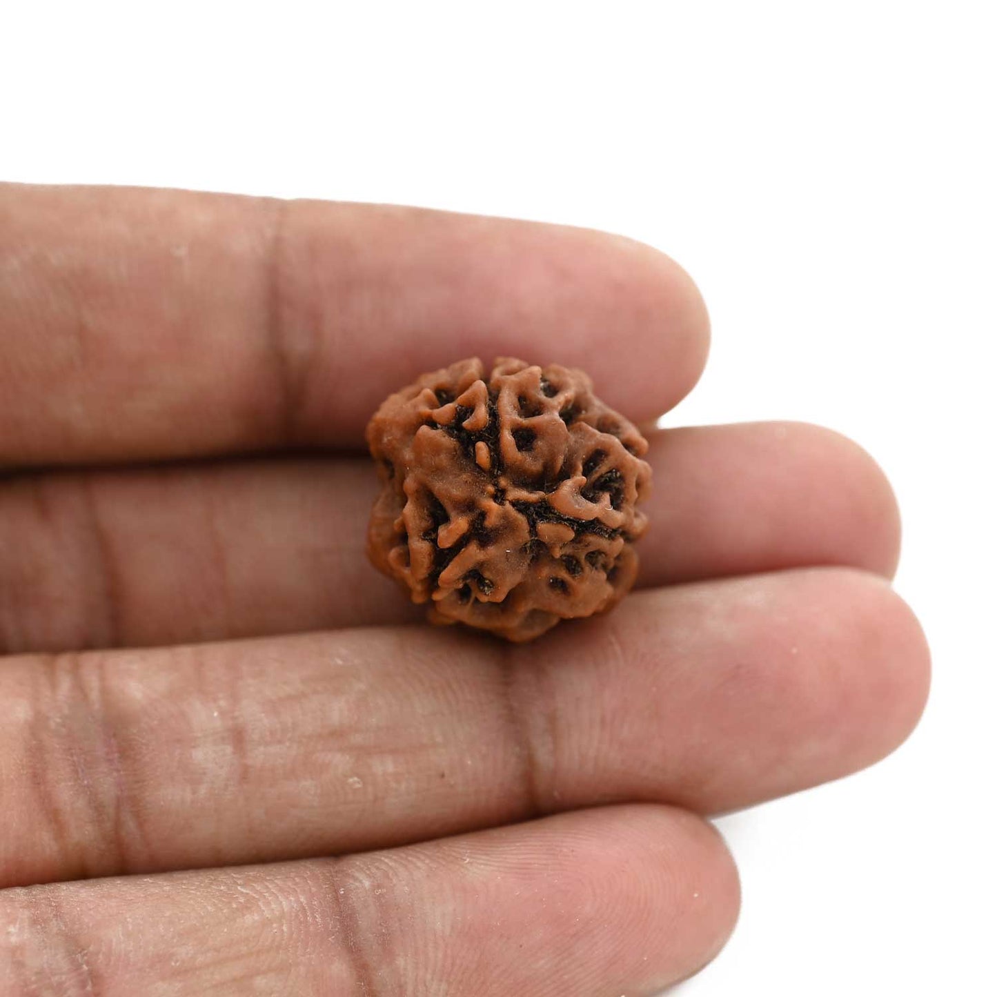 3 Mukhi Rudraksha (Nepal) 20.61 M.M.