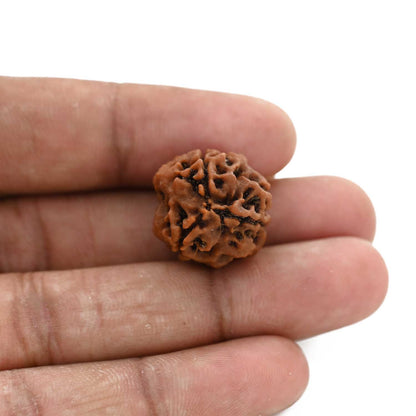 3 Mukhi Rudraksha (Nepal) 20.61 M.M.
