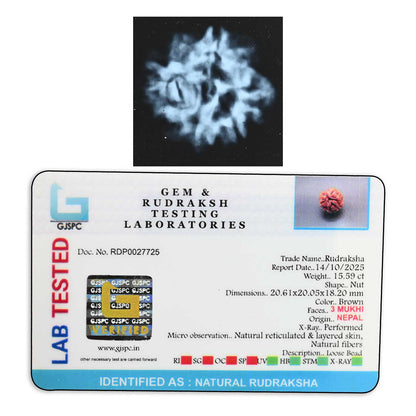 3 Mukhi Rudraksha (Nepal) 20.61 M.M.