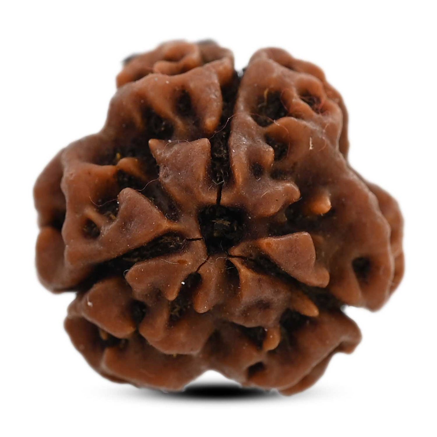 3 Mukhi Rudraksha (Nepal) 20.32 M.M.