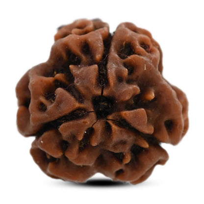 3 Mukhi Rudraksha (Nepal) 20.32 M.M.