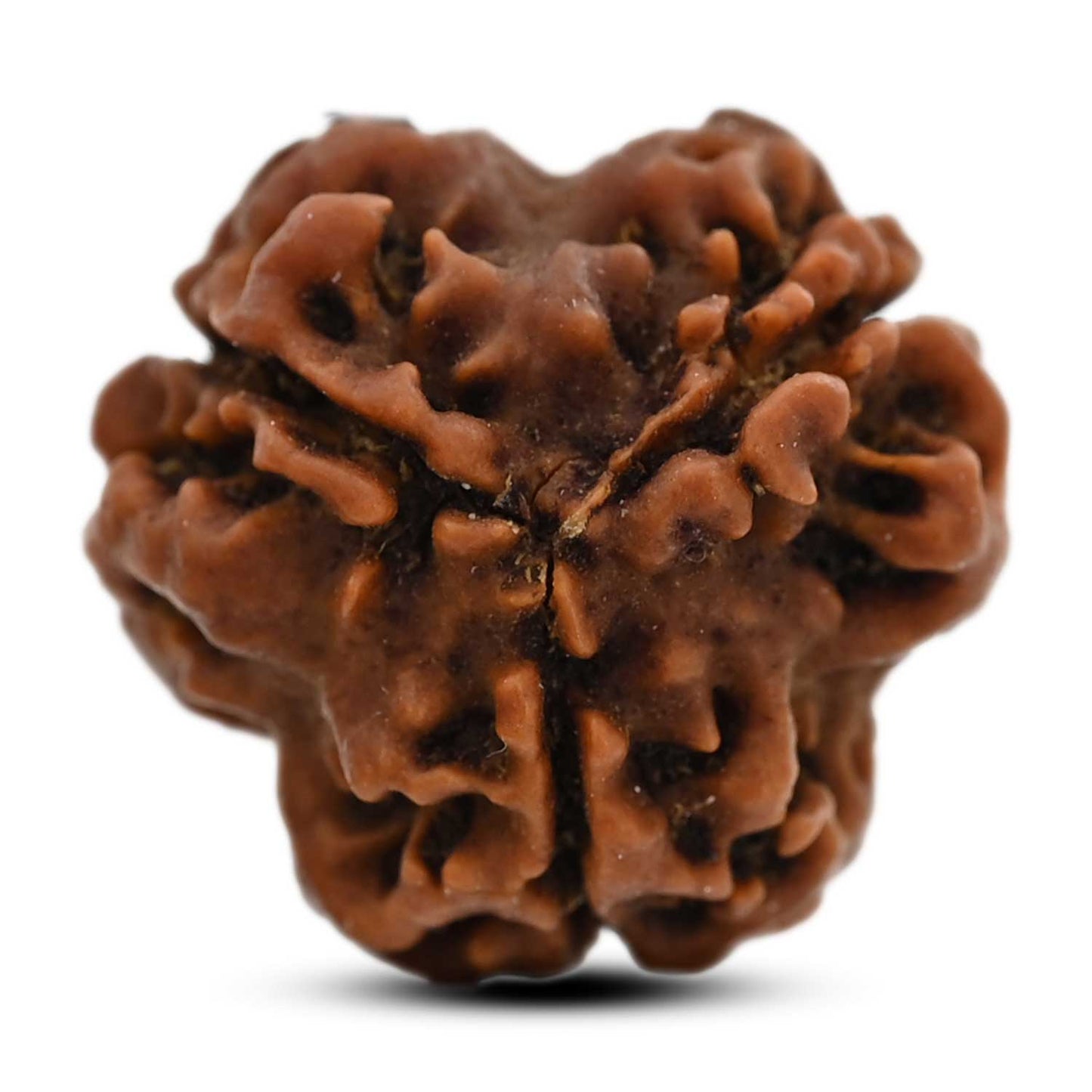 3 Mukhi Rudraksha (Nepal) 20.32 M.M.
