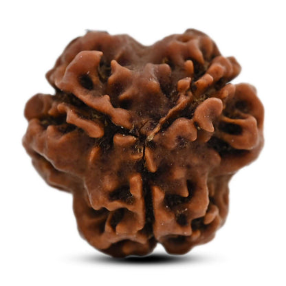 3 Mukhi Rudraksha (Nepal) 20.32 M.M.