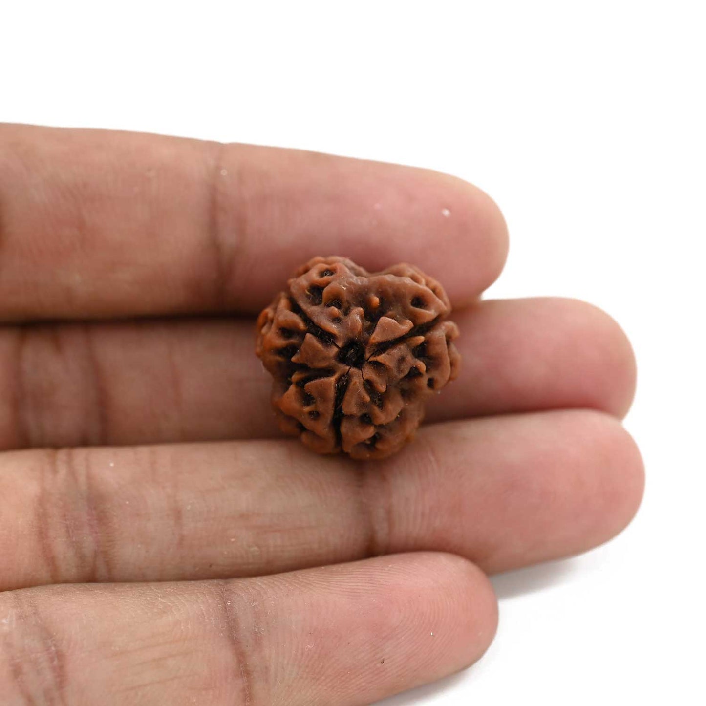 3 Mukhi Rudraksha (Nepal) 20.32 M.M.