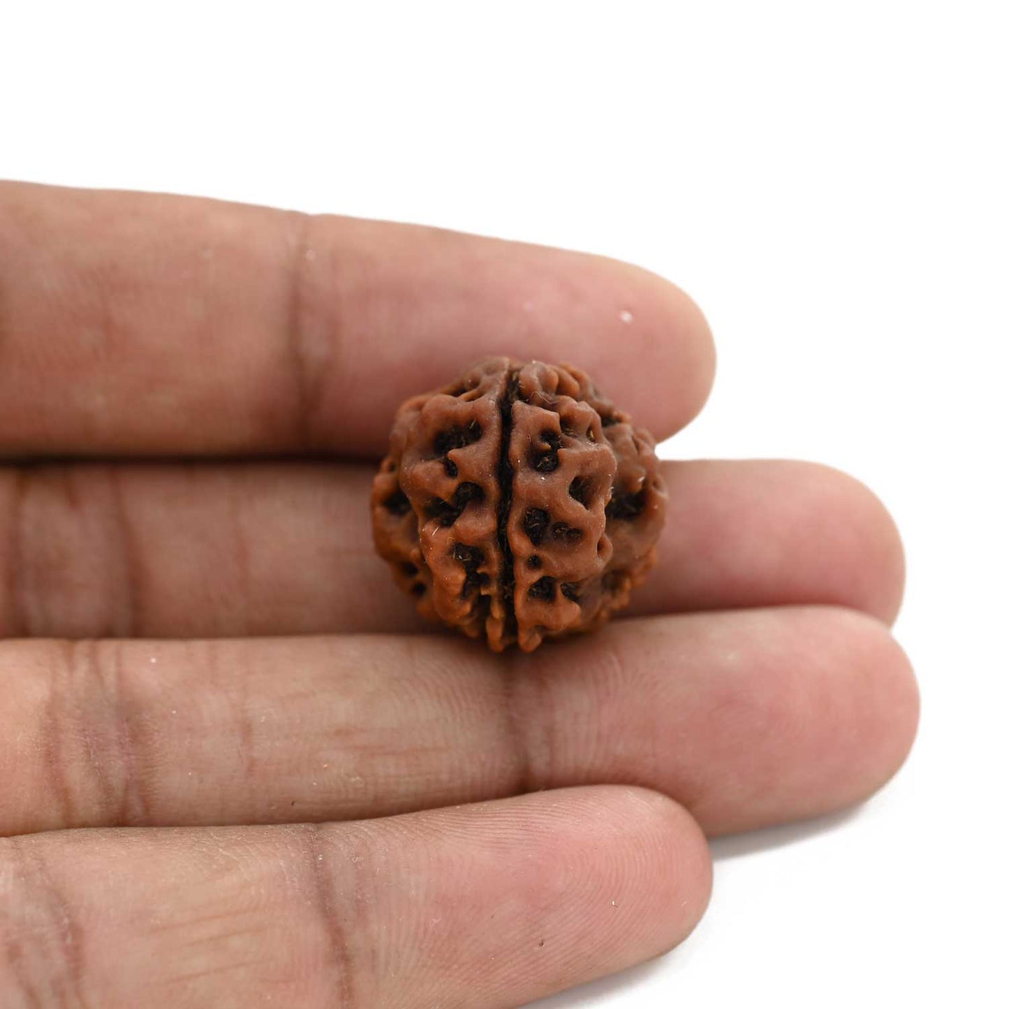 3 Mukhi Rudraksha (Nepal) 20.32 M.M.