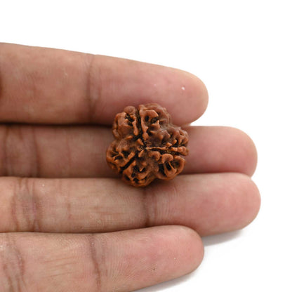 3 Mukhi Rudraksha (Nepal) 20.32 M.M.