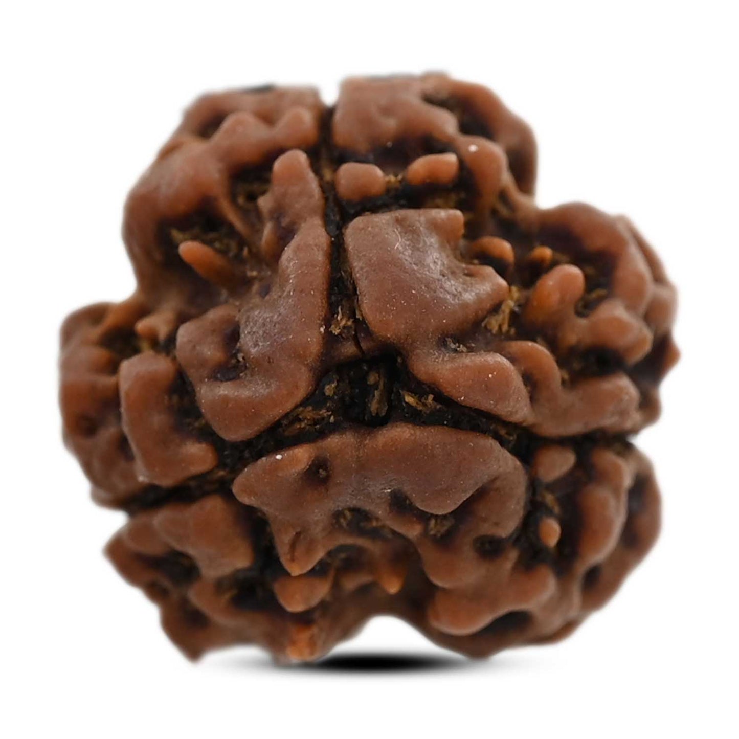 3 Mukhi Rudraksha (Nepal) 19.32 M.M.