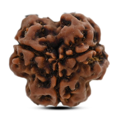 3 Mukhi Rudraksha (Nepal) 19.32 M.M.