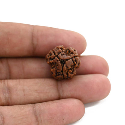 3 Mukhi Rudraksha (Nepal) 19.32 M.M.