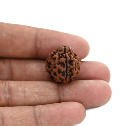 3 Mukhi Rudraksha (Nepal) 19.32 M.M.