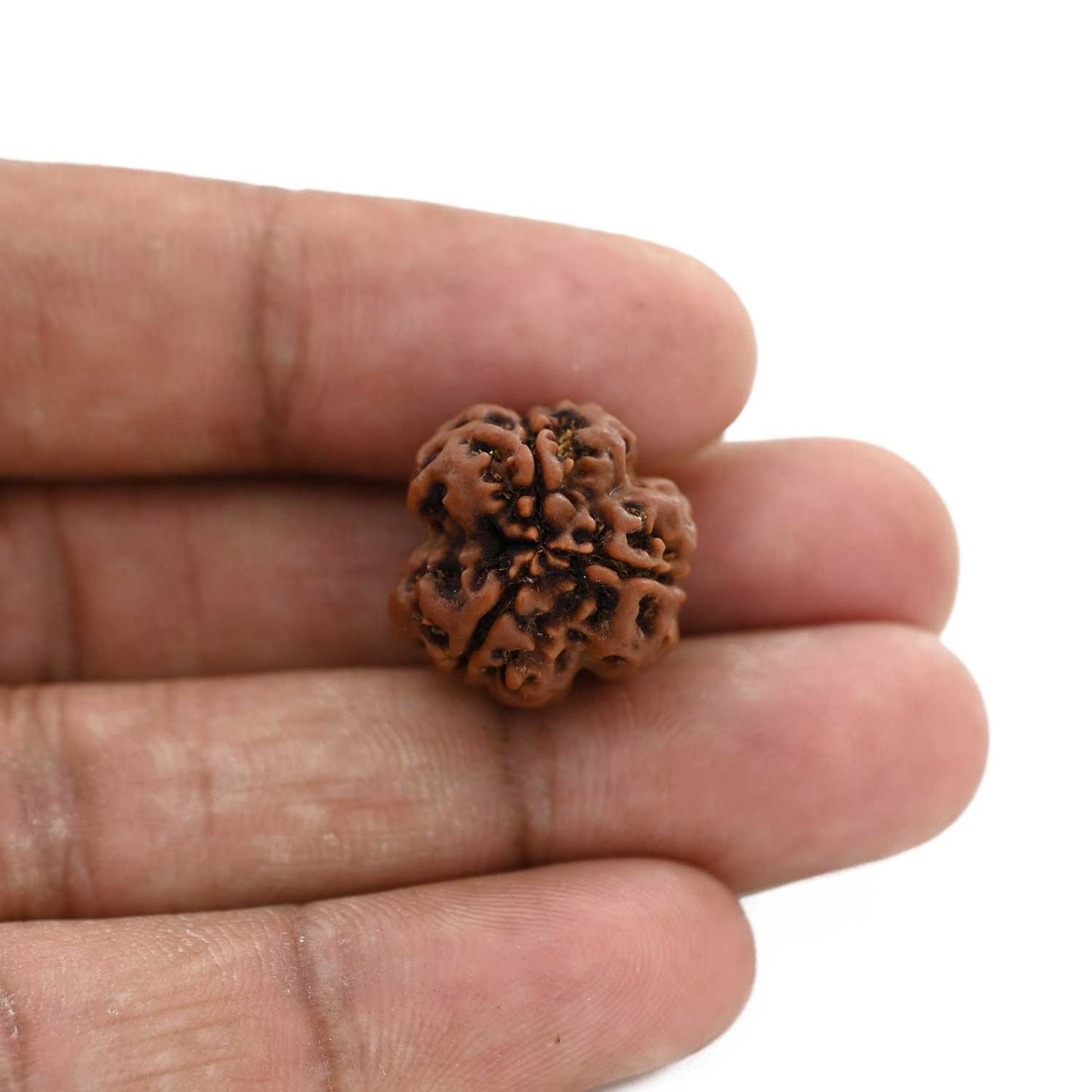 3 Mukhi Rudraksha (Nepal) 19.32 M.M.
