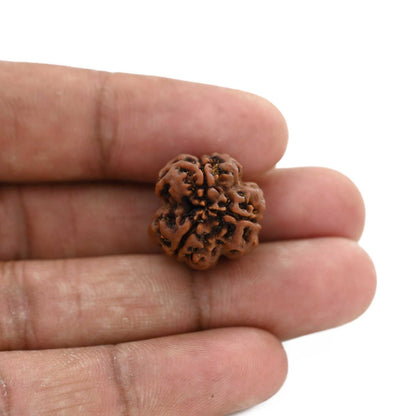 3 Mukhi Rudraksha (Nepal) 19.32 M.M.
