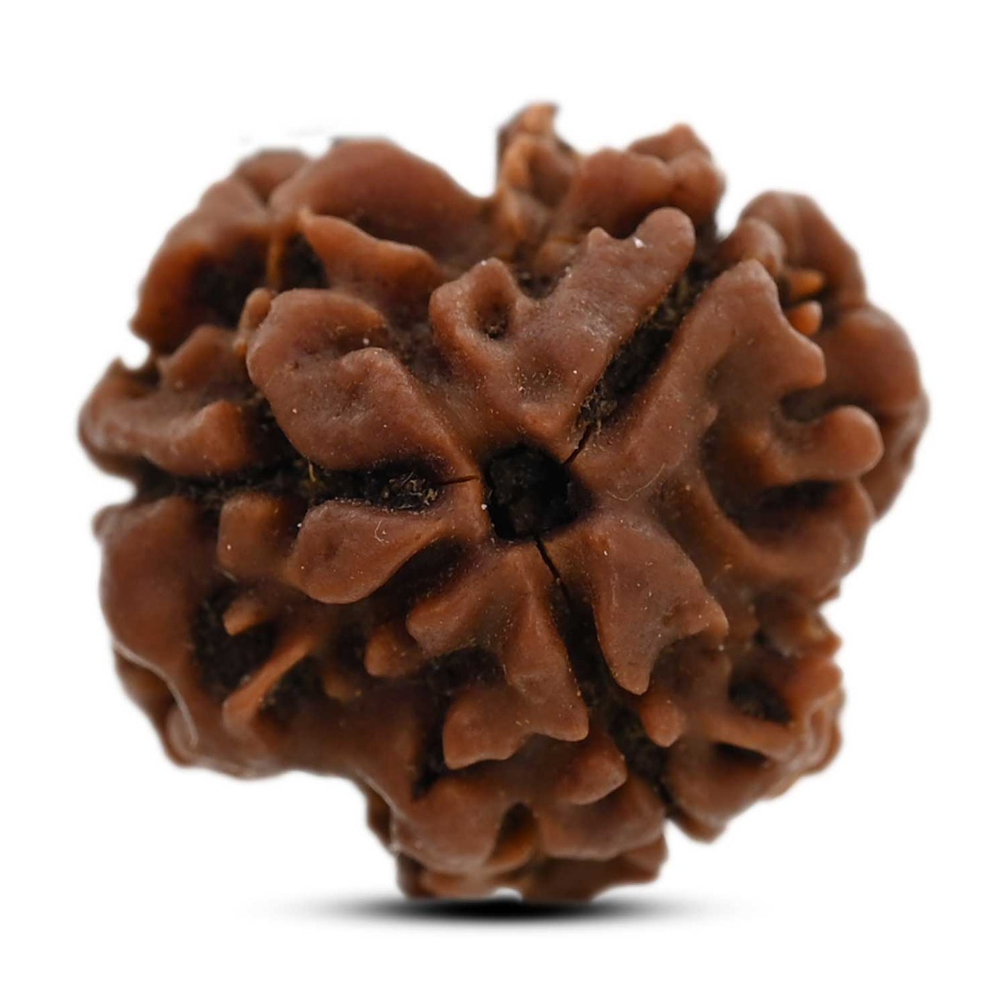 3 Mukhi Rudraksha (Nepal) 19.91 M.M.