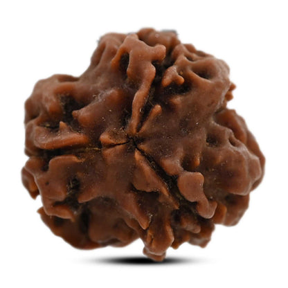 3 Mukhi Rudraksha (Nepal) 19.91 M.M.