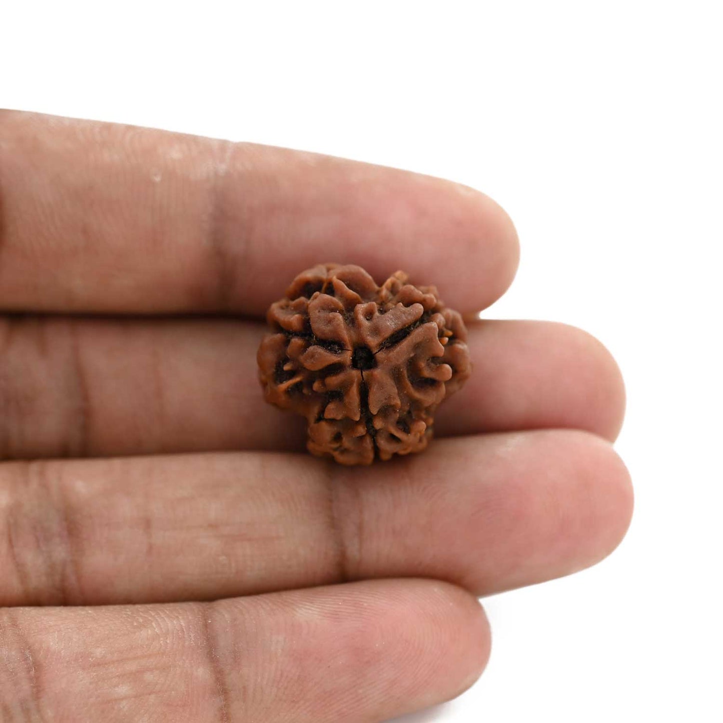 3 Mukhi Rudraksha (Nepal) 19.91 M.M.