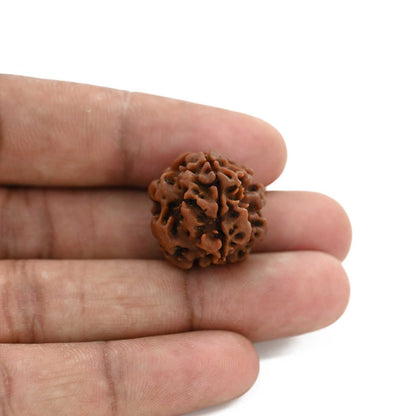 3 Mukhi Rudraksha (Nepal) 19.91 M.M.